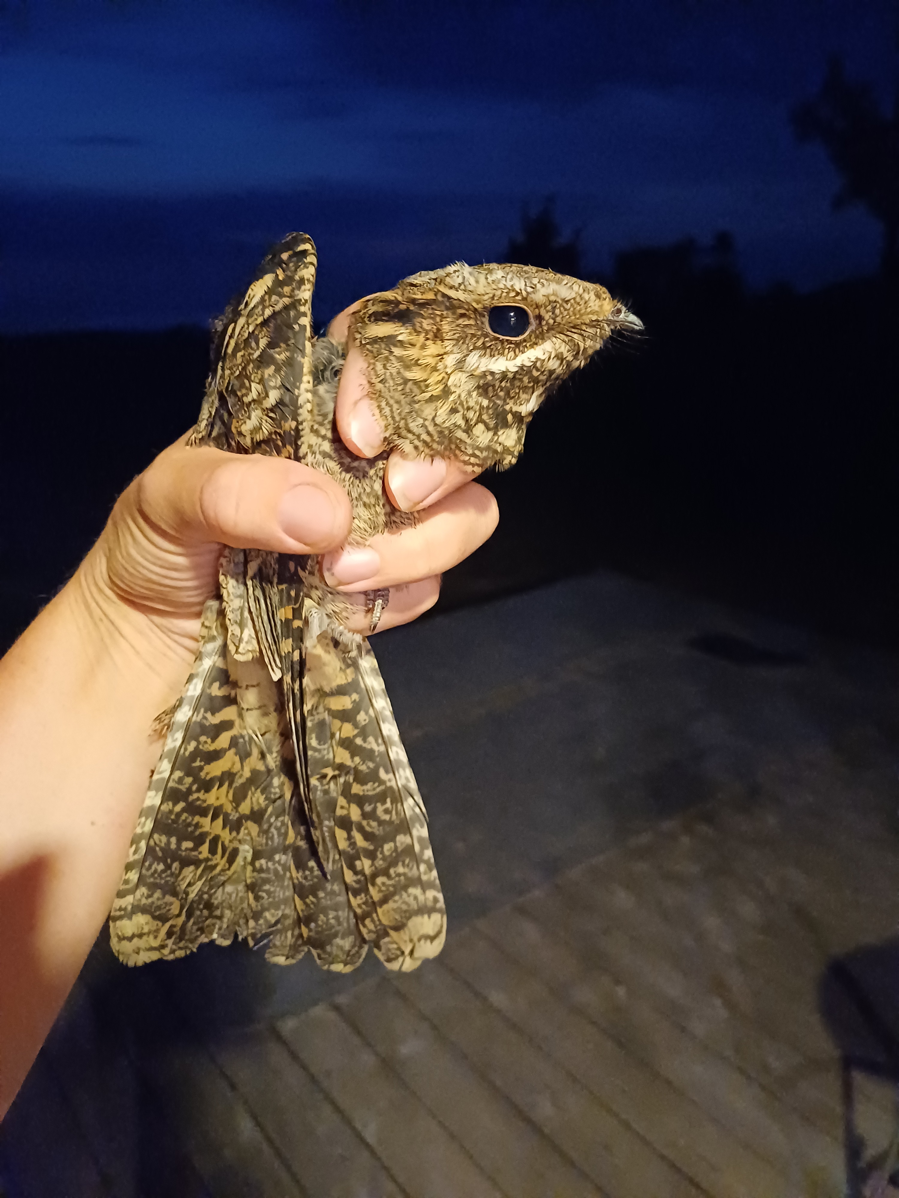 Öösorr