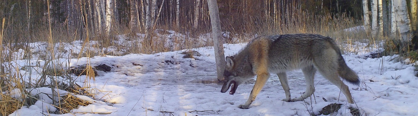 Hunt Järvselja