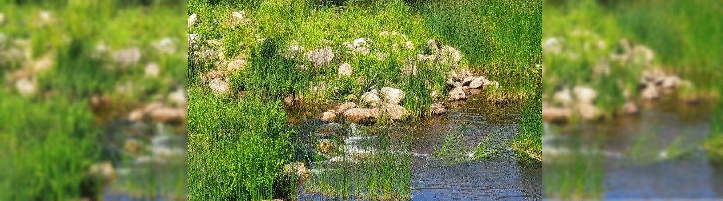 Madala veetasemega rohtunud jõe kallas 
