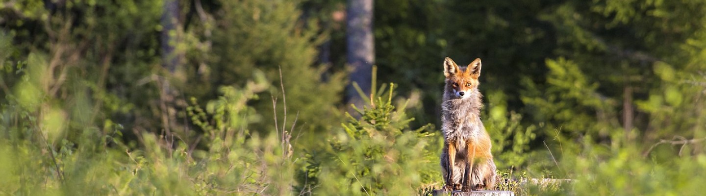 rebane raielangil kännu otsas taustal mets